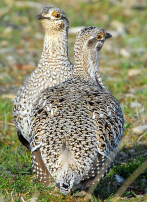 Grouse Sharp Tailed D-037.jpg