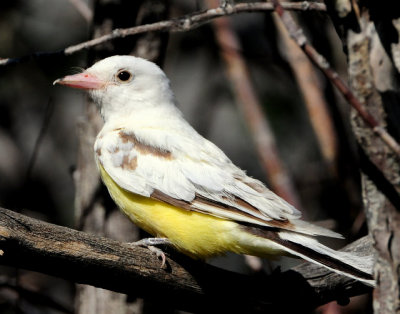 Kingbird, Western (leucistic)