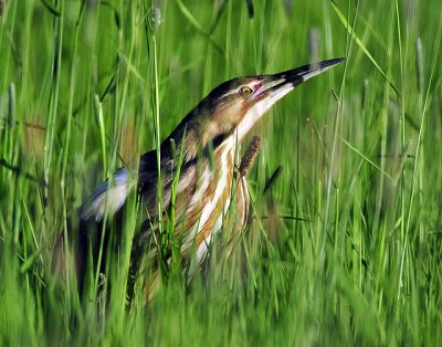 Bittern American D-022.jpg