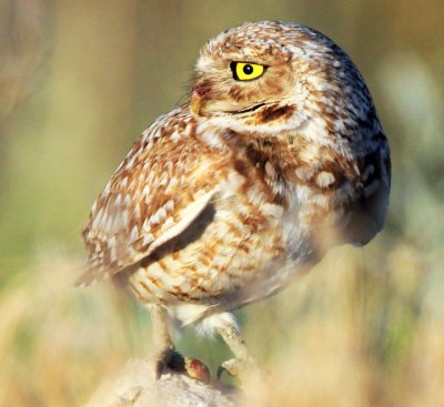 Owl Burrowing D-063.jpg