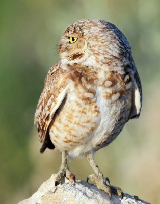 Owl Burrowing D-072.jpg