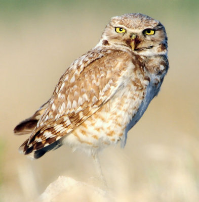 Owl Burrowing D-061.jpg