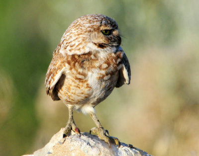 Owl Burrowing D-067.jpg