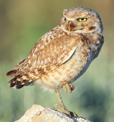 Owl Burrowing D-065.jpg