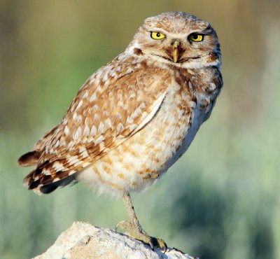 Owl Burrowing D-066.jpg