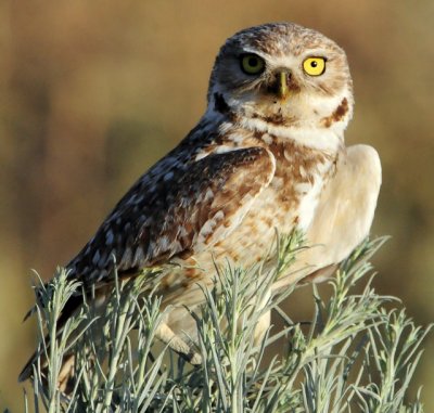 Owl Burrowing D-080.jpg