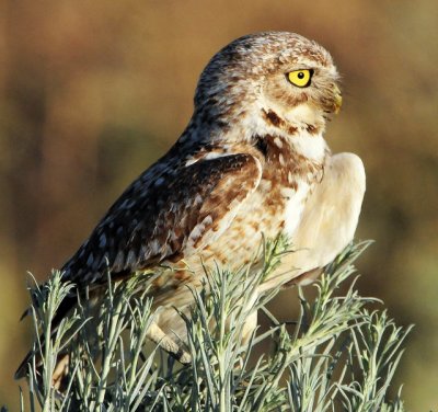 Owl Burrowing D-082.jpg