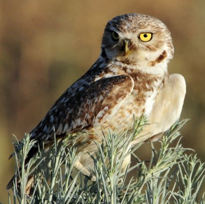 Owl Burrowing D-083.jpg