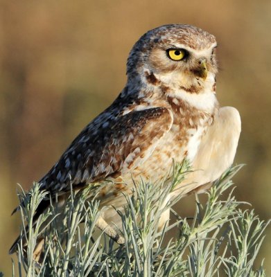 Owl Burrowing D-084.jpg