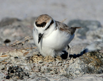 Plover, Snowy