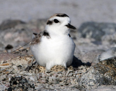 Plover, Snowy