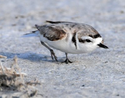 Plover, Snowy