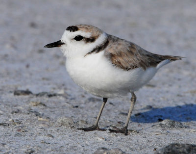 Plover, Snowy