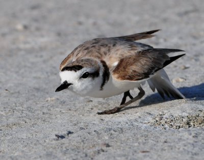 Plover, Snowy