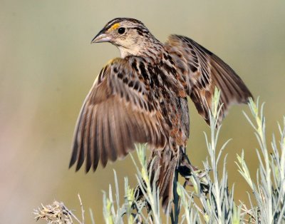 Sparrow, Grasshoipper