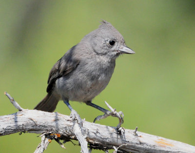 Titmouse Juniper D-002.jpg