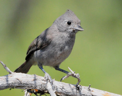 Titmouse Juniper D-003.jpg