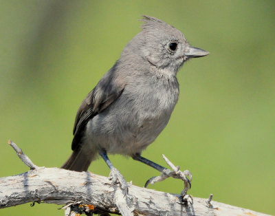 Titmouse Juniper D-004.jpg