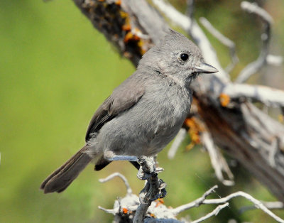 Titmouse Juniper D-006.jpg