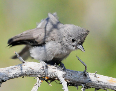 Titmouse Juniper D-012.jpg