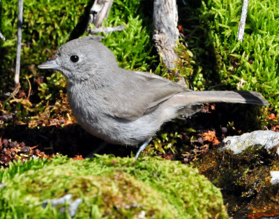 Titmouse Juniper D-017.jpg