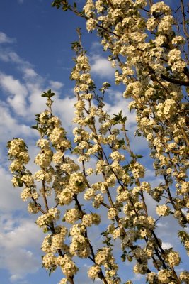 Spring Blossoms - Boise