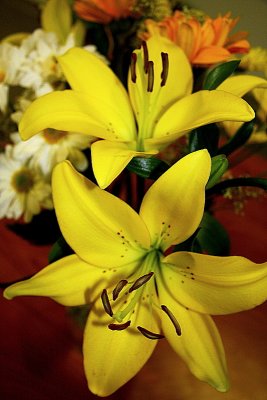 Yellow Lillies - Boise