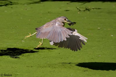 Nitticora giovane con pescegatto