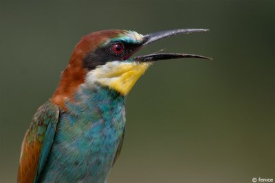 Special: Bee-eater