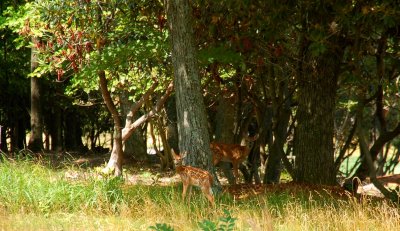Natures Little Ones