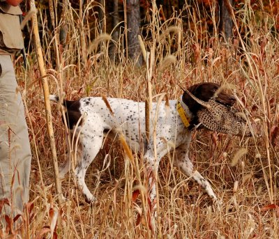 Upland Bird Hunting at Primland By:Barry Towe Photography