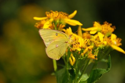 Butterflies at Primland