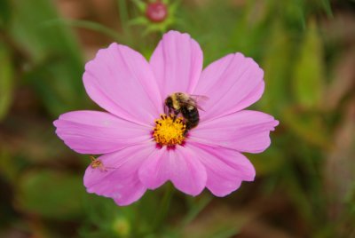 Primlands Wildflowers