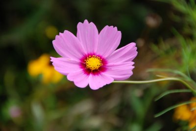 Wildflowers at Primland