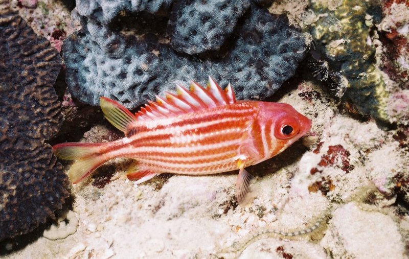 Slipping E Nx O Redcoat Soldier Fish Photo Vr2znp A 魔鬼魚 Photos At Pbase Com