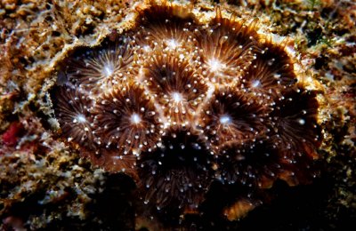 一種稀有的蜂巢珊瑚...