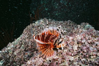 獅子魚/ RED FIREFISH / LIONFISH