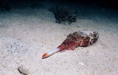 追擊  inkfish/  cuttlefish