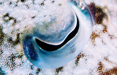¾¥³½ªº²´·ú an eye (cuttlefish)