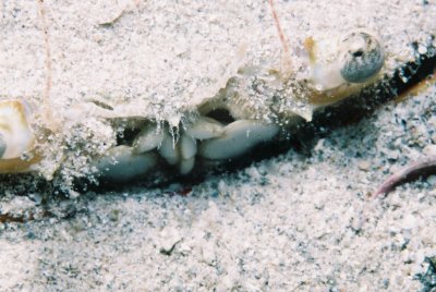 蟹 Crab