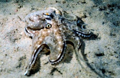 ¤K¤ö³½/³¹³½/ octopus