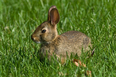 Bunny in Grass