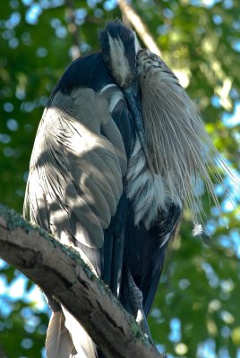 Great Blue Heron  in Tree-1