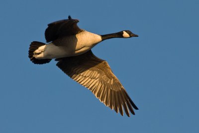Canadian Goose Flying 2