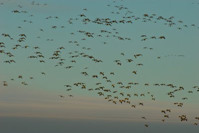 Mass of Canadian Geese on Canadaguia Lake
