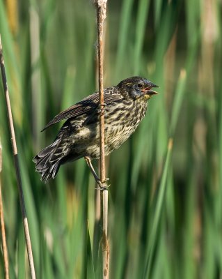 Female Blackbird Calling