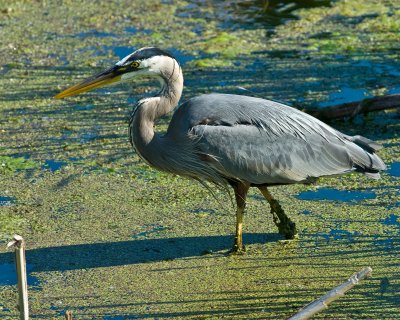Great Blue Heron on the Hunt-2