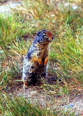 Jasper Prairie Dog