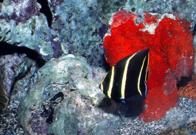 St John Underwater Scene