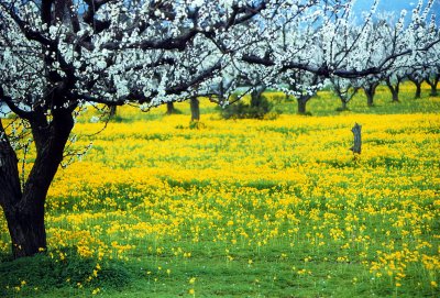 Cupertino Field of Mustard Flowers